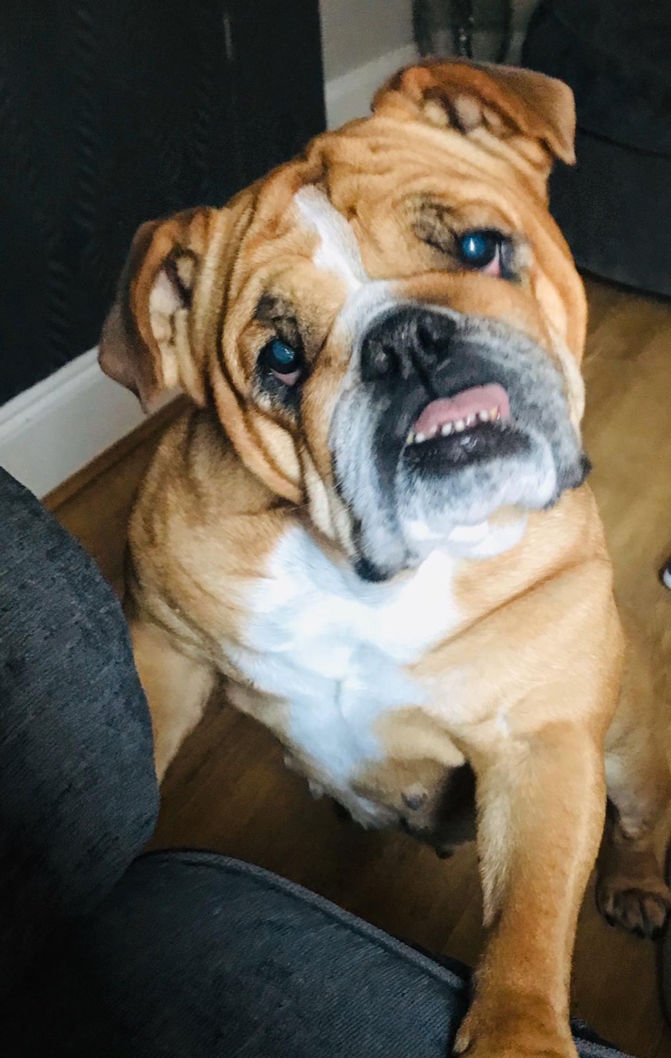 Happy dog during pet sitting