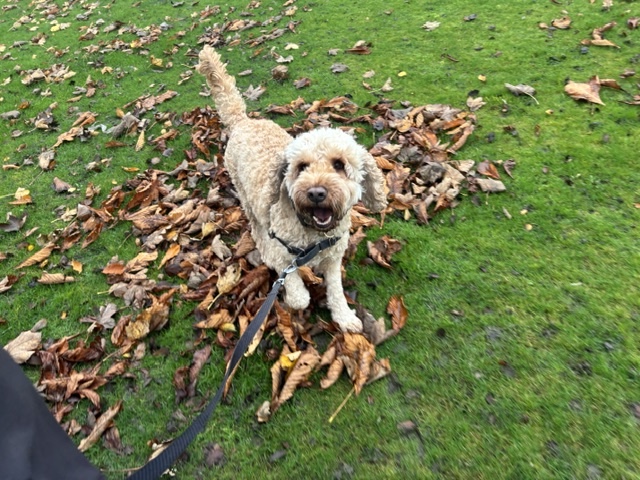 Dog walk in Rochdale